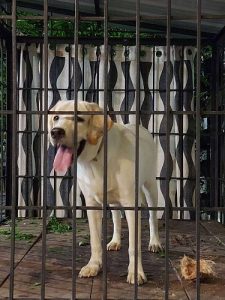 Labrador _ white _7 months old