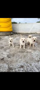 LABROADER PUPPIES FOR SALE
