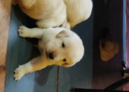 Labrodar puppies available