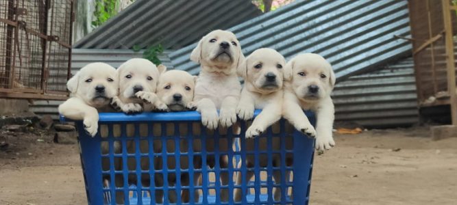 Labroder retriever male and female puppies available 9047773374