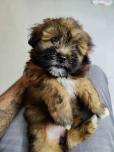 Lahsa female puppy show quality 