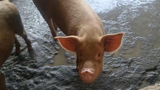 Large white Pigs