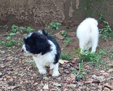 Lasa apso male puppy availble high quality 