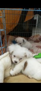 Lasapso Male & Female puppy avaliable