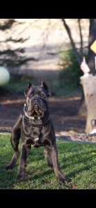 Laxyfarms Vijayawada