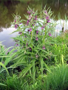 From Leaf to Liquid: Comfrey Fertilizer for Next-Generation Gardens