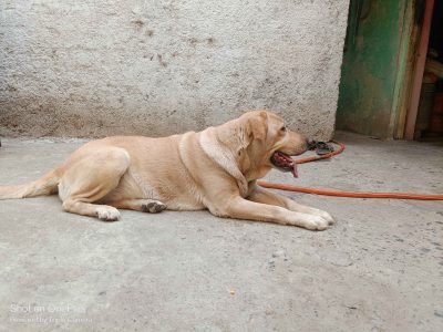 lebrador Female