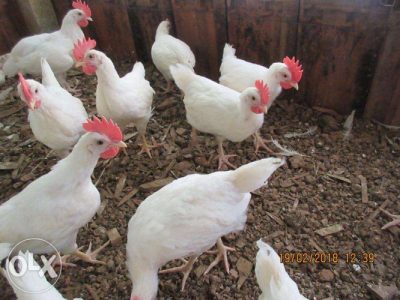 Leghorn Chicken for Sale