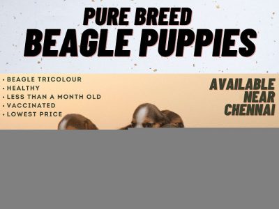 Less Than Month Old Beagle Puppies for sale +91 9159 153 786