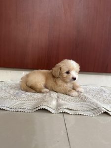 Lhasa Apso breed puppy for sale