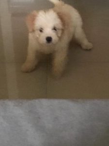 Lhasa apso dog for sale