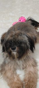 Lhasa Apso female puppy