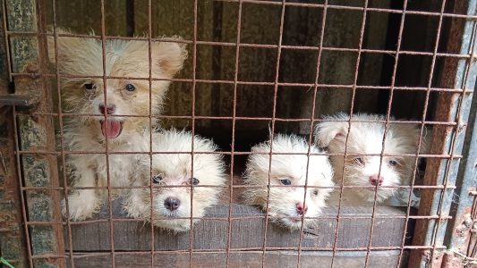 Lhasa Apso Puppies for sale