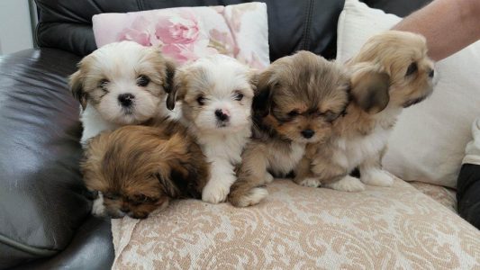 Lhasa apso puppies for sale 9047773374