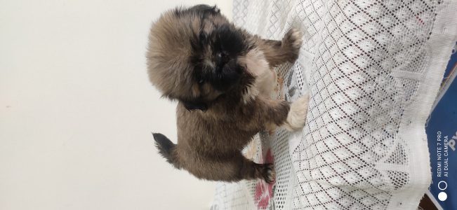 Lhasa Apso Puppies foe sell