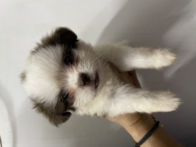LHASA APSO PUPPIES FOR SALE..!!! 🐶  🐶