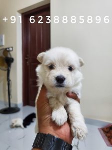 Lhasa Apso puppies for sale