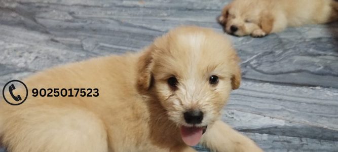 Lhasa Apso puppies for sale