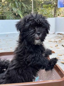lhasa apso puppy for sale