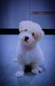 Lhasa apso puppy