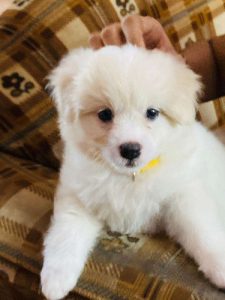 Lhasa Apso puppy for sale