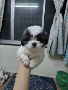 Lhasa Shihtzu cross home bred puppied