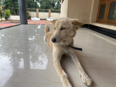 Licensed and immunized Pet dog for adoption