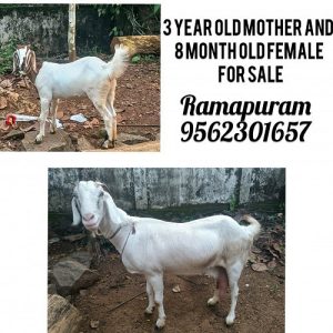 1 1/2 litter milk giving mother and 9 month old female