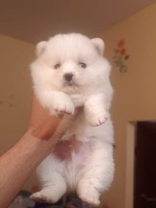 Little cute Pomeranian puppies for sale..9927332288
