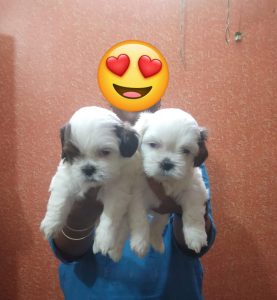 Little cutie Shiz Tzu puppy for sale