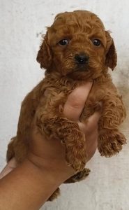 little paw Poodle puppy for sell..9927332288