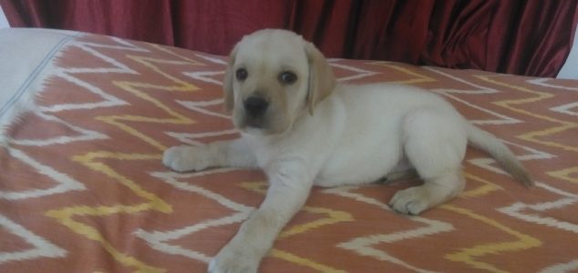 Lobrodor puppy heavy bone for sale chandanagar