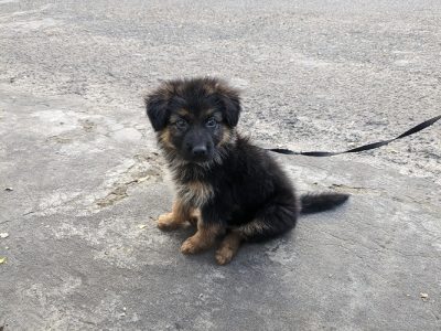 Long coat German shepherd