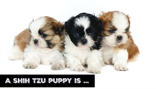 lovable shihtzu puppy avaialble for sale - 9916672339