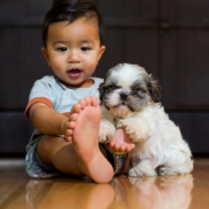 lovable and sweet shihtzu puppies available - 9916672339