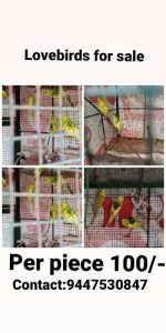 Love birds 