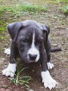 In low rate American bully