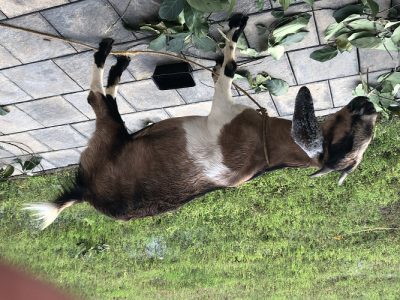 Malabari beetle mix female goat for sale