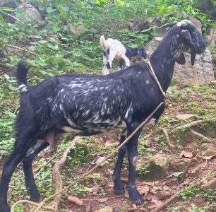 Malabari big Goat and lamb for sale