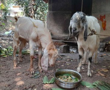 2 Malabari cross Male Goats 13 months and 7 years old