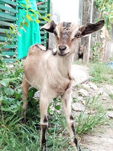 MALABARI FEMALE BABY GOAT