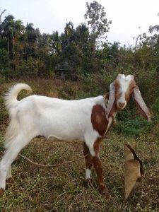 Malabari goat 8months old mating with jamunapari