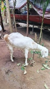 Malabari Goat
