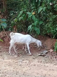 Malabari goat having one male kid