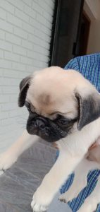 Male 50 days Pug