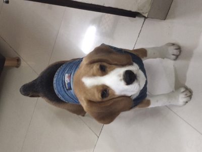 Male Beagle