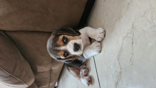 Male Beagle puppy for sale