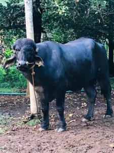 Male Buffalo  for sale