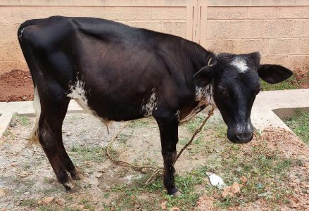 Male Calf for sale (Moori)