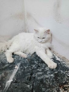 male female cat avai